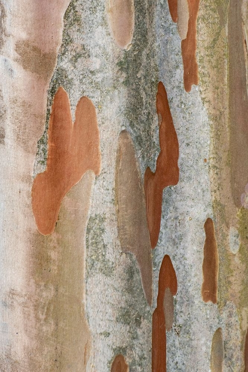 Picture of WASHINGTON STATE-BELLEVUE CRAPE MYRTLE TRUNK