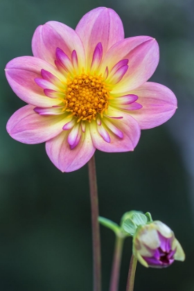 Picture of WASHINGTON STATE-BELLEVUE DAHLIA