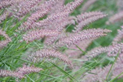 Picture of WASHINGTON STATE-BELLEVUE FOUNTAIN GRASS