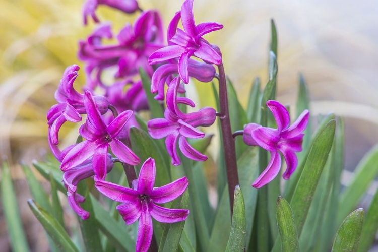 Picture of WASHINGTON STATE-BELLEVUE HYACINTH