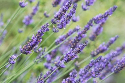 Picture of WASHINGTON STATE-BELLEVUE LAVENDER