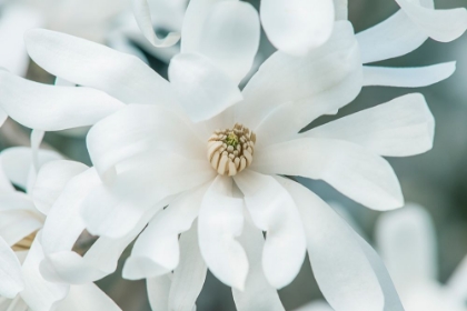 Picture of WASHINGTON STATE-BELLEVUE STAR MAGNOLIA