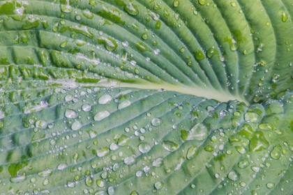 Picture of WASHINGTON STATE-BELLEVUE WATER DROPS ON HOSTA