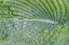 Picture of WASHINGTON STATE-BELLEVUE WATER DROPS ON HOSTA