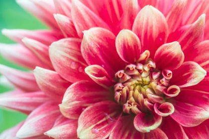 Picture of WASHINGTON STATE-SEATTLE DAHLIA