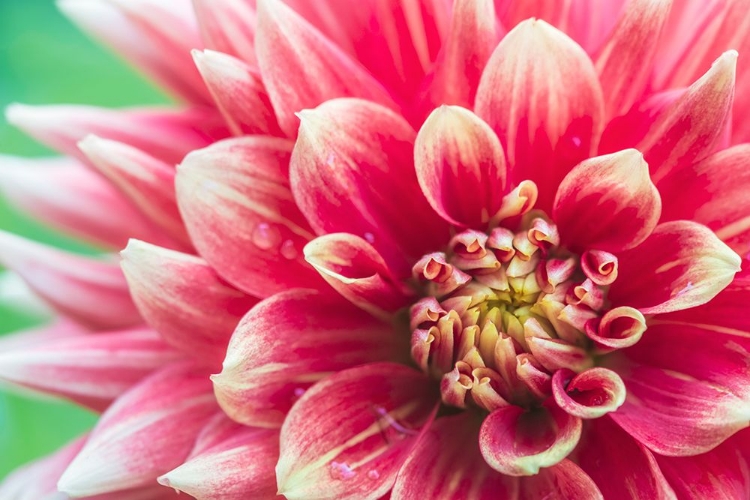 Picture of WASHINGTON STATE-SEATTLE DAHLIA