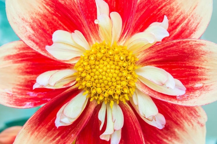 Picture of WASHINGTON STATE-SEATTLE DAHLIA