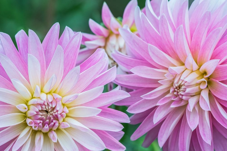 Picture of WASHINGTON STATE-SEATTLE DAHLIA