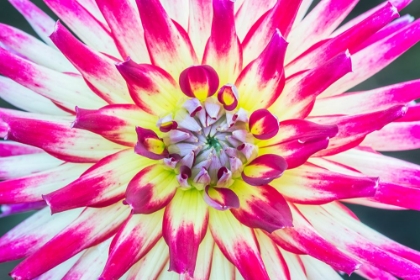 Picture of WASHINGTON STATE-SEATTLE DAHLIA