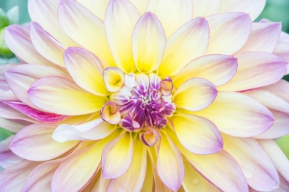 Picture of WASHINGTON STATE-SEATTLE DAHLIA