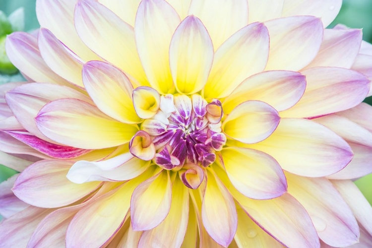 Picture of WASHINGTON STATE-SEATTLE DAHLIA