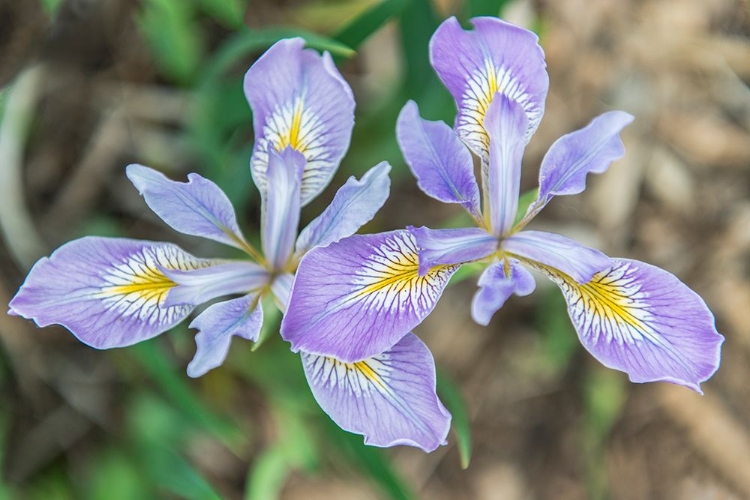 Picture of WASHINGTON STATE-SEATTLE IRIS