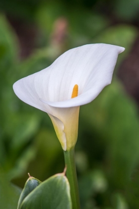 Picture of WASHINGTON STATE-SEATTLE LILY