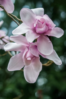 Picture of WASHINGTON STATE-SEATTLE MAGNOLIA