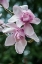 Picture of WASHINGTON STATE-SEATTLE MAGNOLIA