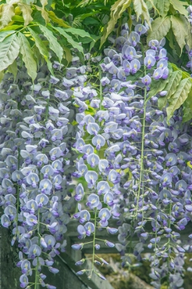 Picture of WASHINGTON STATE-SEATTLE WISTERIA