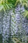 Picture of WASHINGTON STATE-SEATTLE WISTERIA