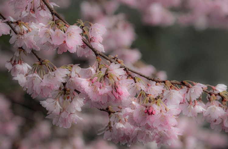 Picture of USA-WASHINGTON STATE-FALL CITY-SPRINGTIME CHERRY TREES BLOOMING ALONG SNOQUALMIE RIVER