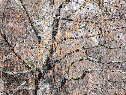 Picture of USA-WASHINGTON STATE-CARNATION-PACIFIC NORTHWEST EARLY SPRING ALDER TREES