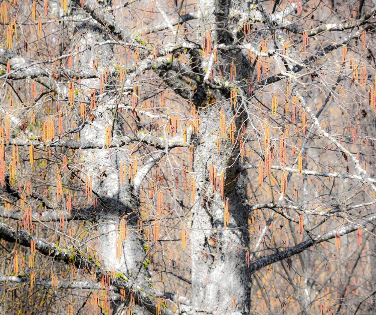 Picture of USA-WASHINGTON STATE-CARNATION-PACIFIC NORTHWEST EARLY SPRING ALDER TREES