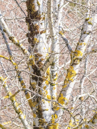 Picture of USA-WASHINGTON STATE-BELLEVUE-BIRCH TREE WITH LICHEN EARLY SPRING