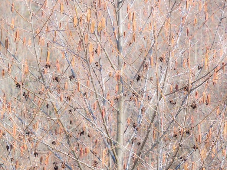 Picture of USA-WASHINGTON STATE-CARNATION-PACIFIC NORTHWEST EARLY SPRING ALDER TREES