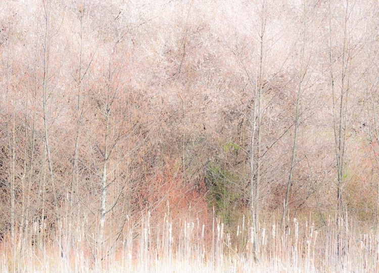 Picture of USA-WASHINGTON STATE-CARNATION-PACIFIC NORTHWEST EARLY SPRING ALDER TREES