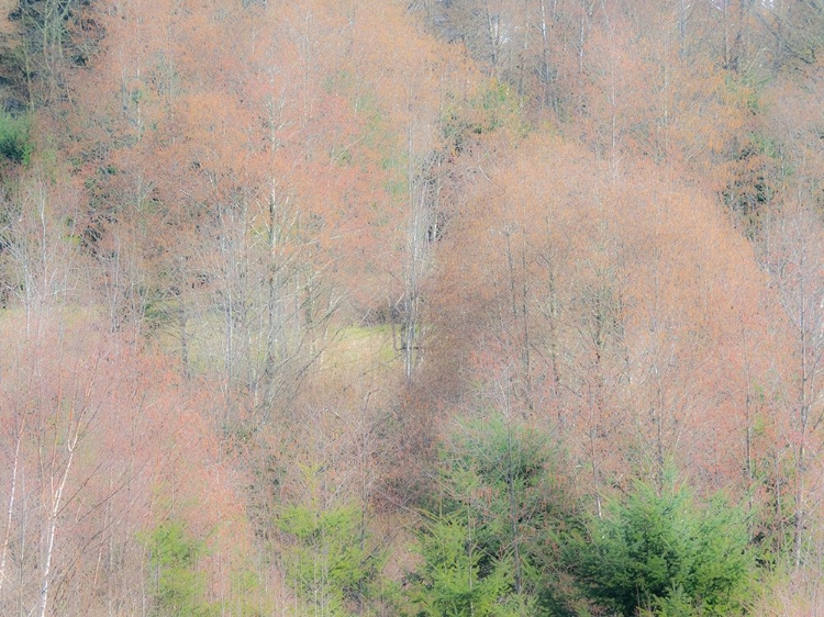 Picture of USA-WASHINGTON STATE-CARNATION-PACIFIC NORTHWEST EARLY SPRING ALDER TREES