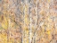 Picture of USA-WASHINGTON STATE-BELLEVUE-ALDER TREE WITH LICHEN AND CATKINS EARLY SPRING