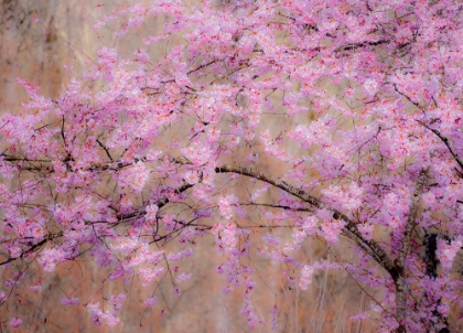 Picture of USA-WASHINGTON STATE-FALL CITY-SPRINGTIME CHERRY TREES BLOOMING ALONG SNOQUALMIE RIVER