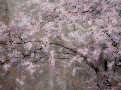 Picture of USA-WASHINGTON STATE-FALL CITY-SPRINGTIME CHERRY TREES BLOOMING ALONG SNOQUALMIE RIVER