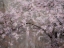 Picture of USA-WASHINGTON STATE-FALL CITY-SPRINGTIME CHERRY TREES BLOOMING ALONG SNOQUALMIE RIVER