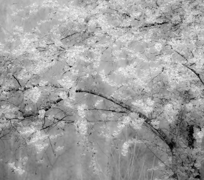 Picture of USA-WASHINGTON STATE-FALL CITY-SPRINGTIME CHERRY TREES BLOOMING ALONG SNOQUALMIE RIVER