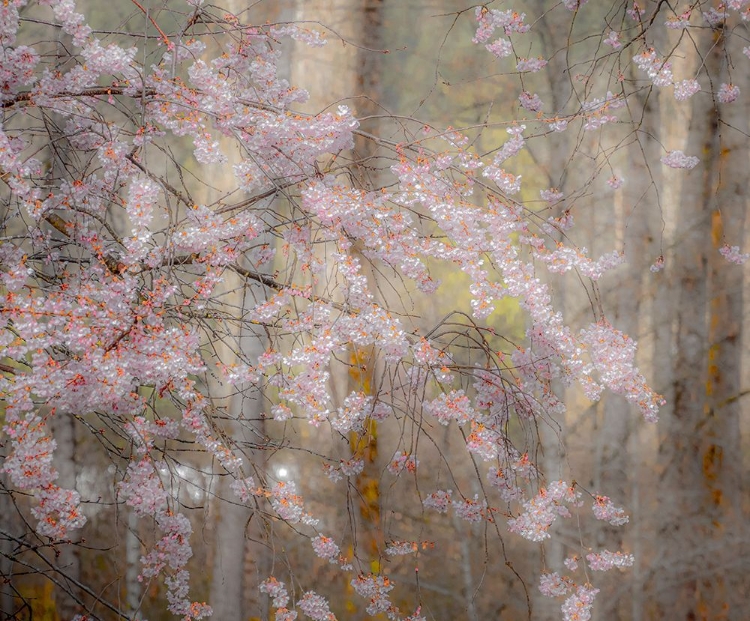 Picture of USA-WASHINGTON STATE-FALL CITY-SPRINGTIME CHERRY TREES BLOOMING ALONG SNOQUALMIE RIVER