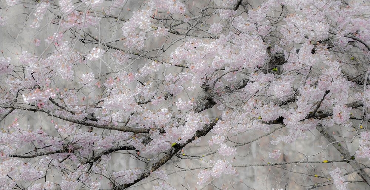 Picture of USA-WASHINGTON STATE-FALL CITY-SPRINGTIME CHERRY TREES BLOOMING ALONG SNOQUALMIE RIVER