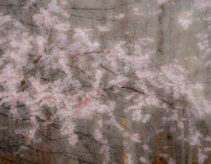 Picture of USA-WASHINGTON STATE-FALL CITY-SPRINGTIME CHERRY TREES BLOOMING ALONG SNOQUALMIE RIVER