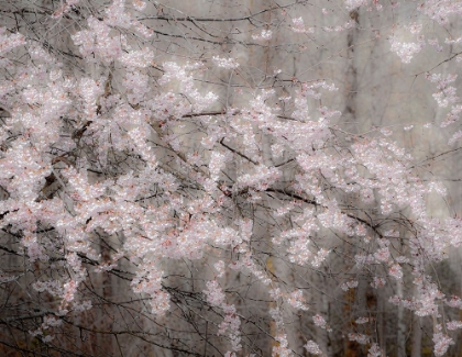 Picture of USA-WASHINGTON STATE-FALL CITY-SPRINGTIME CHERRY TREES BLOOMING ALONG SNOQUALMIE RIVER