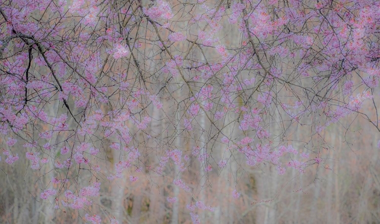 Picture of USA-WASHINGTON STATE-FALL CITY-SPRINGTIME CHERRY TREES BLOOMING ALONG SNOQUALMIE RIVER