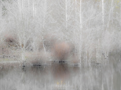 Picture of USA-WASHINGTON STATE-SAMMAMISH SPRINGTIME AND ALDER TREES AND THEIR REFLECTIONS IN SMALL POND