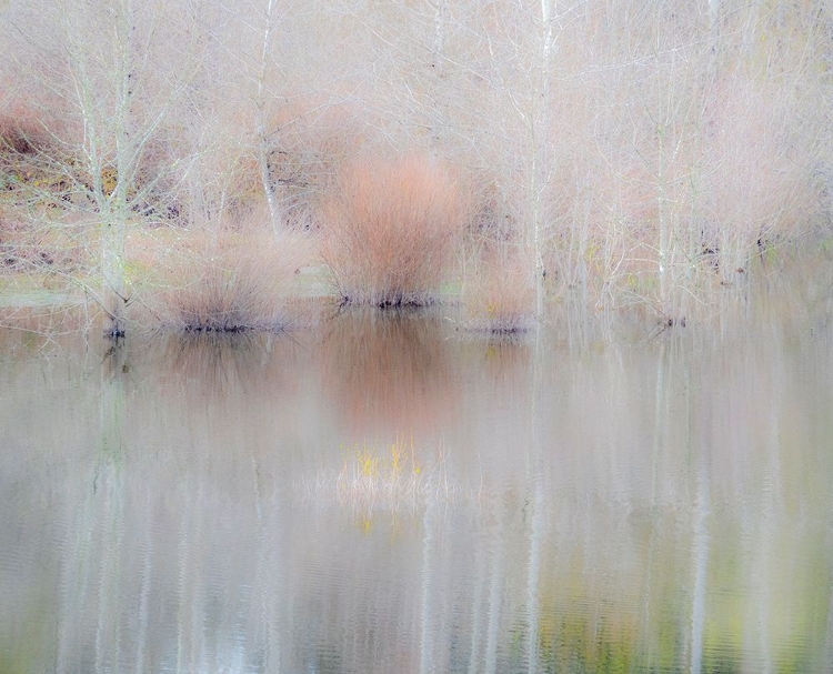 Picture of USA-WASHINGTON STATE-SAMMAMISH SPRINGTIME AND ALDER TREES AND THEIR REFLECTIONS IN SMALL POND