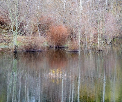 Picture of USA-WASHINGTON STATE-SAMMAMISH SPRINGTIME AND ALDER TREES AND THEIR REFLECTIONS IN SMALL POND