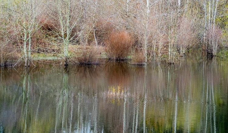 Picture of USA-WASHINGTON STATE-SAMMAMISH SPRINGTIME AND ALDER TREES AND THEIR REFLECTIONS IN SMALL POND