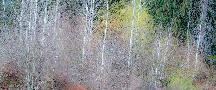 Picture of USA-WASHINGTON STATE-SAMMAMISH SPRINGTIME AND ALDER AND WILLOW TREES IN EARLY SPRING PANO