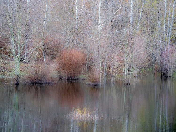 Picture of USA-WASHINGTON STATE-SAMMAMISH SPRINGTIME AND ALDER TREES AND THEIR REFLECTIONS IN SMALL POND