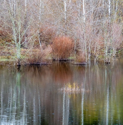 Picture of USA-WASHINGTON STATE-SAMMAMISH SPRINGTIME AND ALDER TREES AND THEIR REFLECTIONS IN SMALL POND