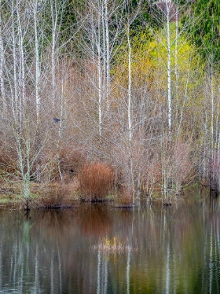 Picture of USA-WASHINGTON STATE-SAMMAMISH SPRINGTIME AND ALDER TREES AND THEIR REFLECTIONS IN SMALL POND