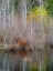 Picture of USA-WASHINGTON STATE-SAMMAMISH SPRINGTIME AND ALDER TREES AND THEIR REFLECTIONS IN SMALL POND