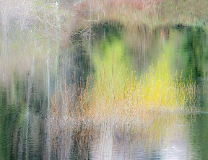 Picture of USA-WASHINGTON STATE-SAMMAMISH SPRINGTIME WILLOW TREES IN EARLY SPRING IN SMALL POND