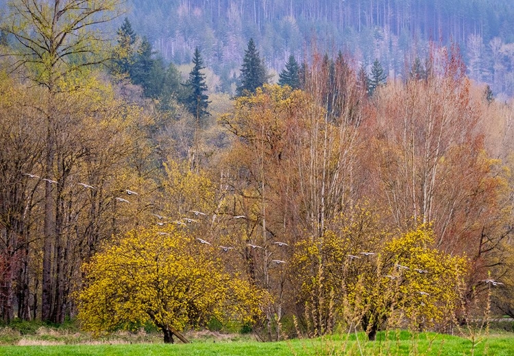 Picture of USA-WASHINGTON STATE-CARNATION EARLY SPRING AND TREES JUST BUDDING OUT AND CANADA GEESE