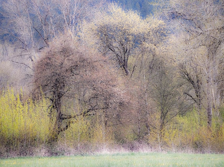 Picture of USA-WASHINGTON STATE-CARNATION EARLY SPRING AND TREES JUST BUDDING OUT